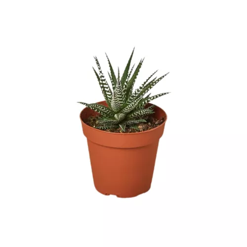 Zebra Succulent