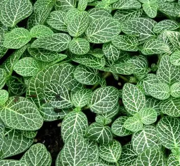 Zebrano Nerve Plant