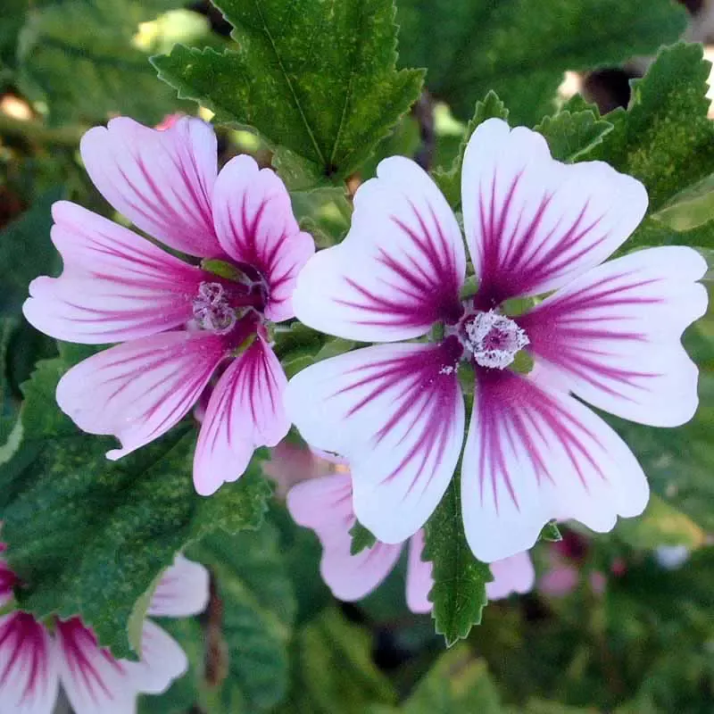 Zebrina Mallow