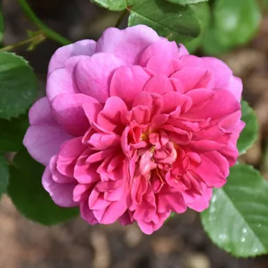 Zephirine Drouhin Climbing Rose