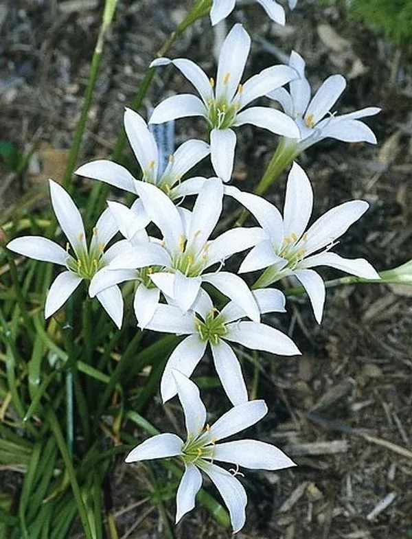 Zephyranthes atamasca