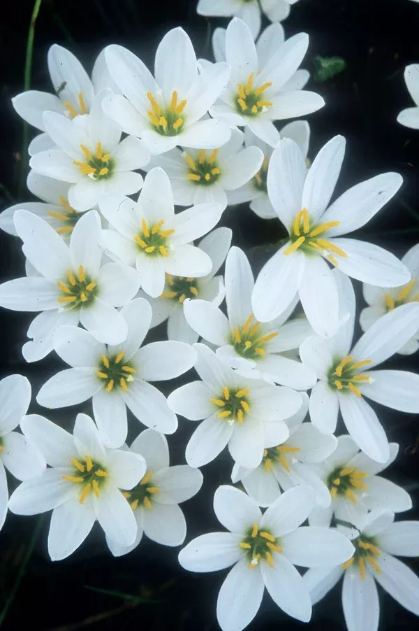 Zephyranthes candida