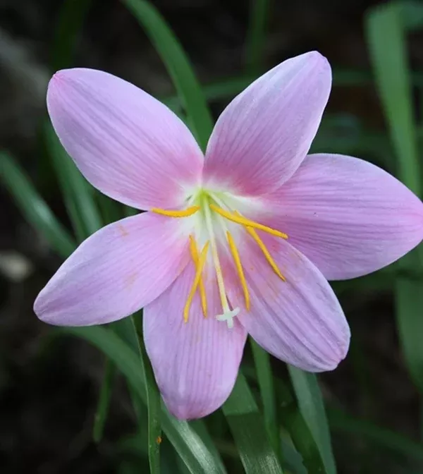 Zephyranthes grandiflora