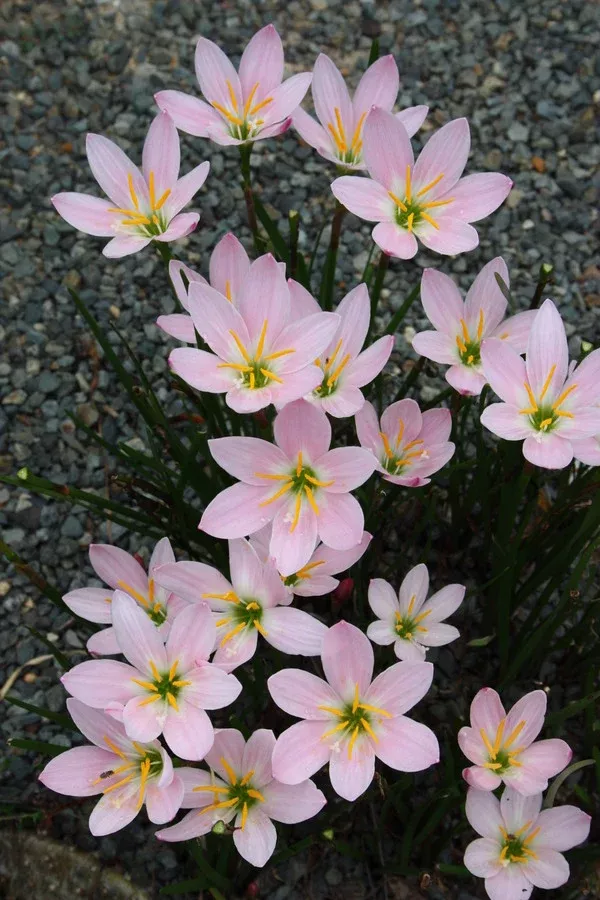 Zephyranthes 'Grandjax'
