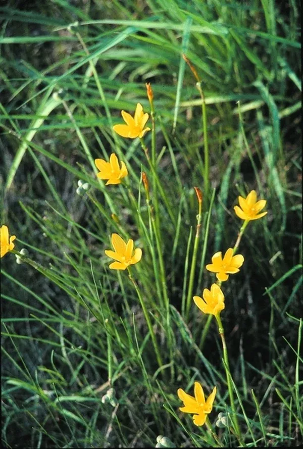 Zephyranthes jonesii coll. #A1T-038