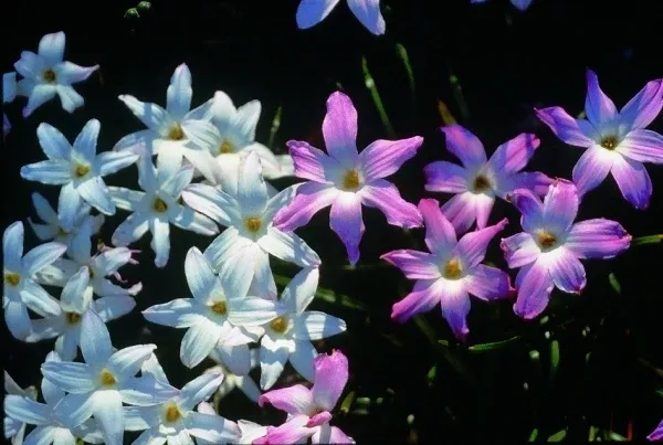 Zephyranthes 'La Bufa Rosa'