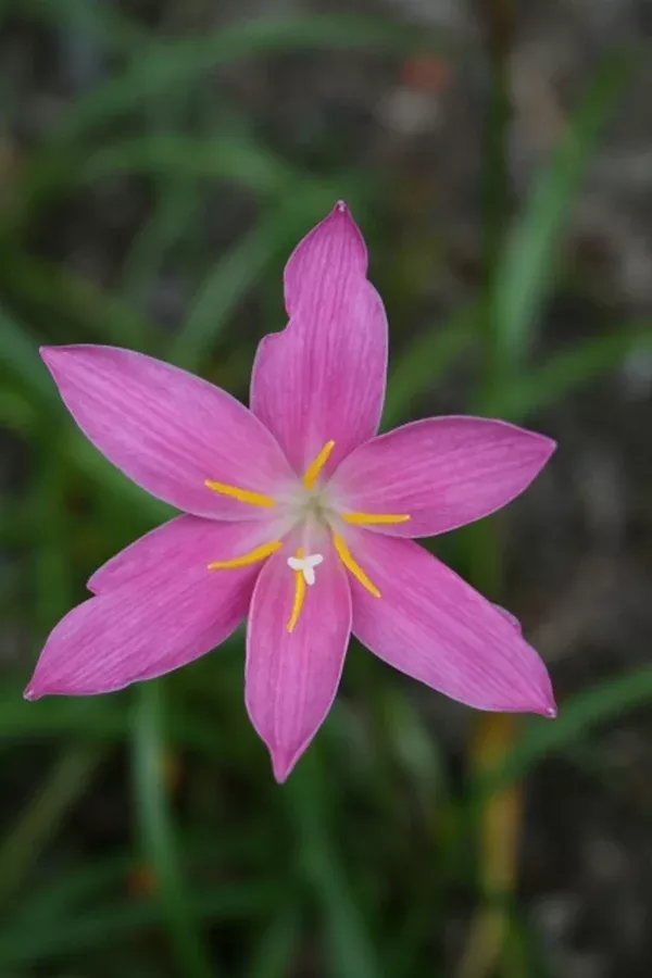 Zephyranthes macrosiphon
