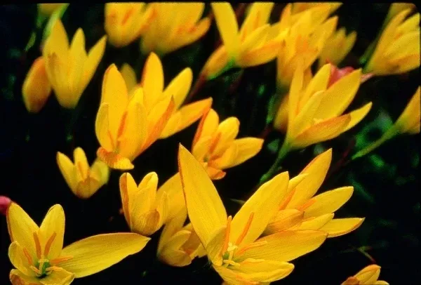 Zephyranthes reginae