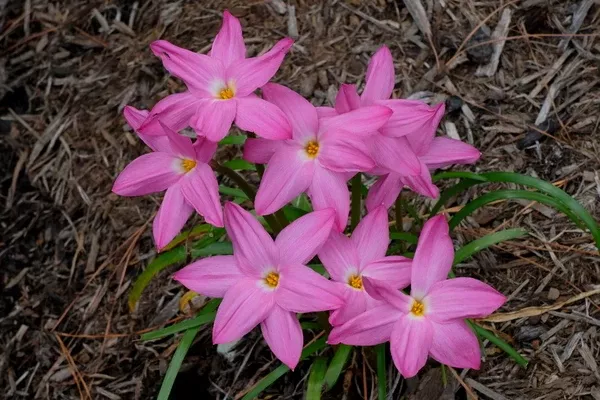 Zephyranthes 'Silk Taffeta'