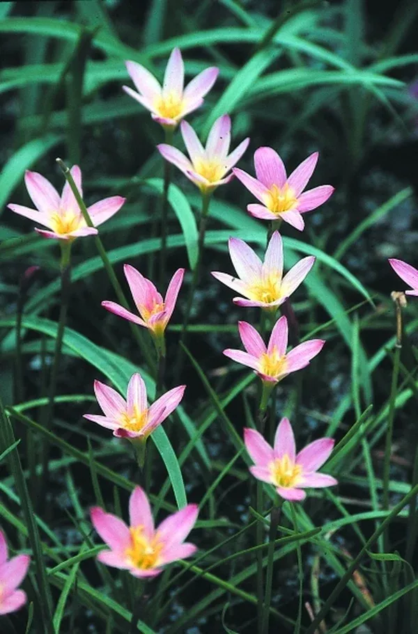 Zephyranthes 'Sunset'