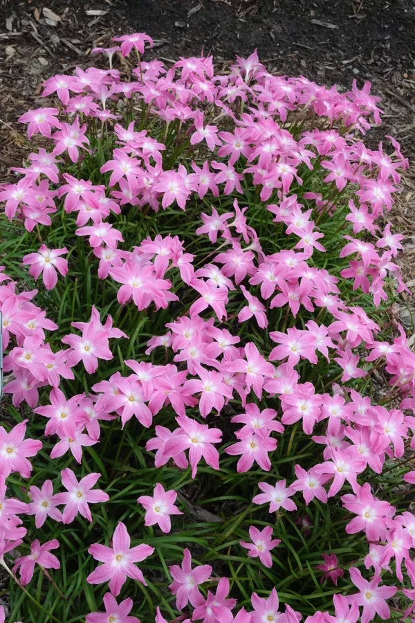 Zephyranthes 'Viva Las Vegas'