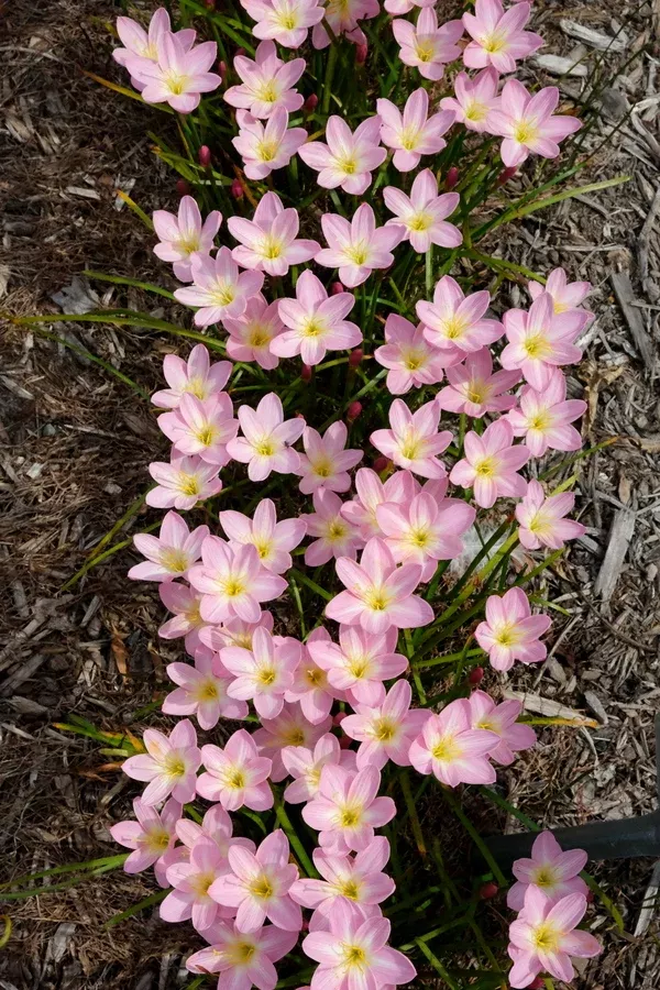 Zephyranthes 'Zodiac Surprise'