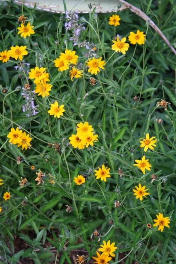 Zexmenia hispida