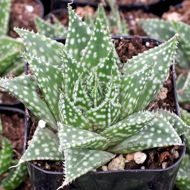 Zimflora Gasteria