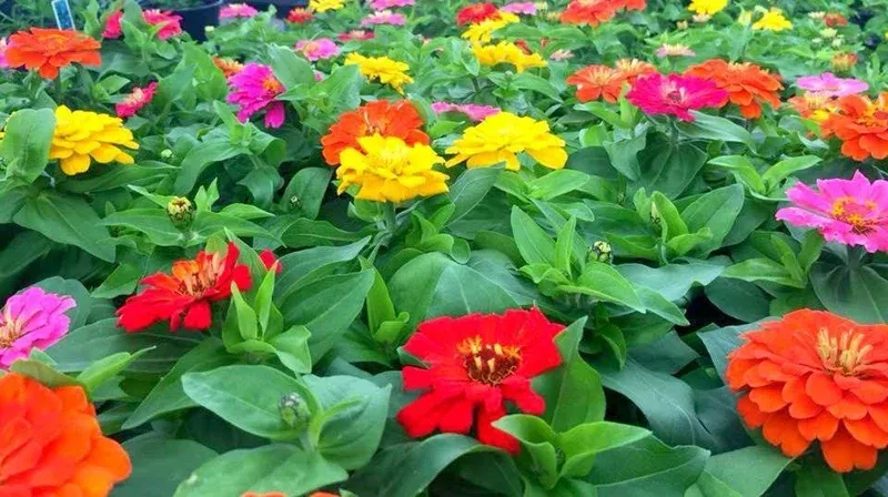 Zinnia Short Stuff Mix Seeds – 1000 Seeds – Dwarf Zinnia elegans – Outdoor Flowering