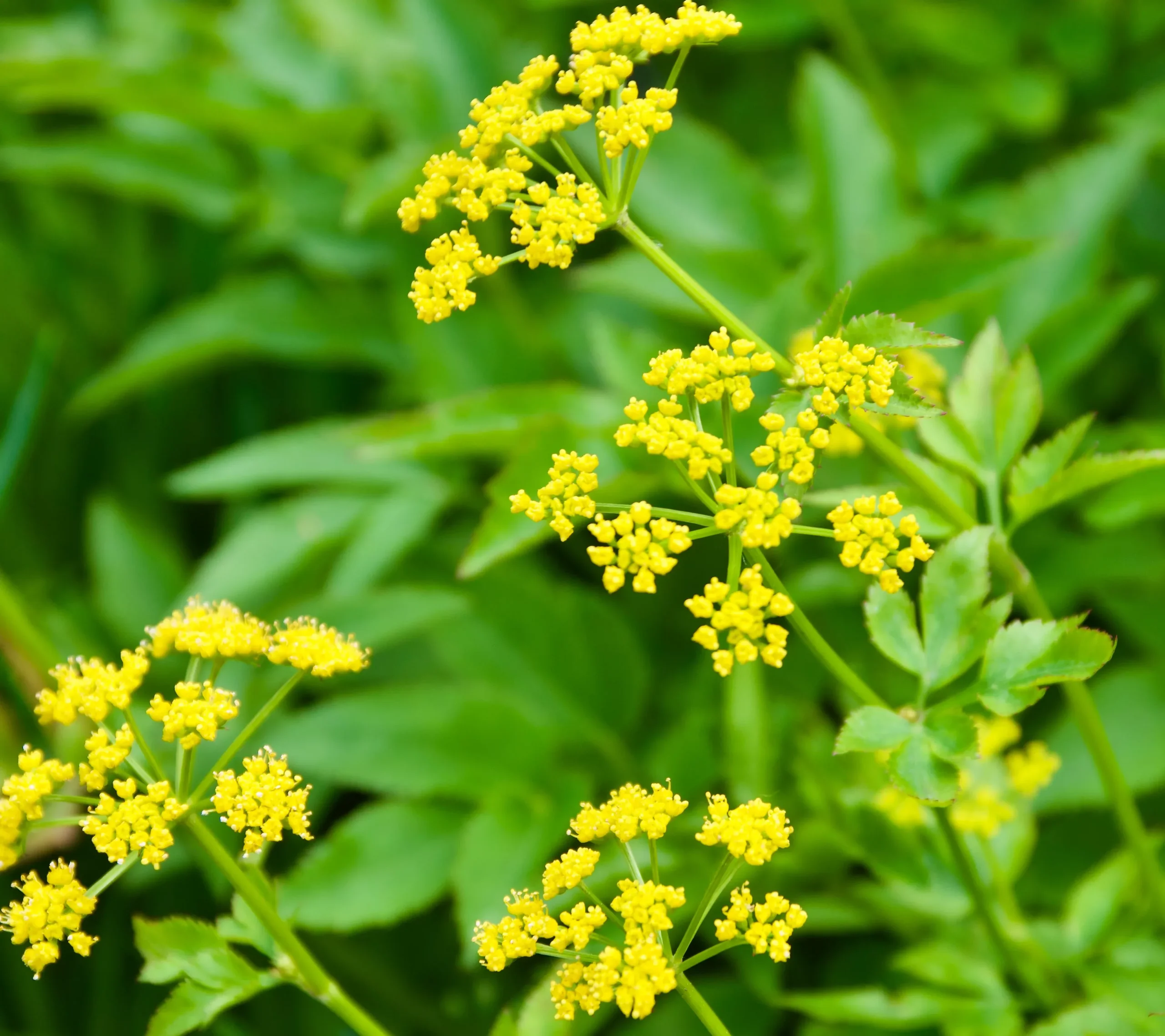 Ziza aurea (Golden Alexander)