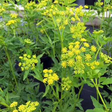 Zizia aurea