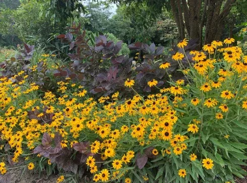 Zoom Recording: Garden Design for Plant Diversity