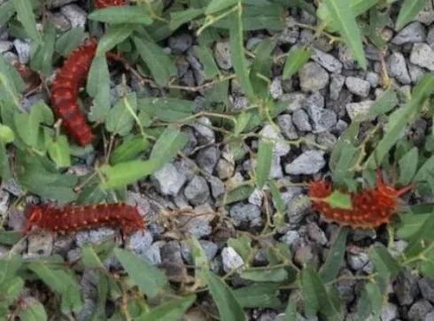 Zoom Recording: The Life Cycles of Butterflies and Moths