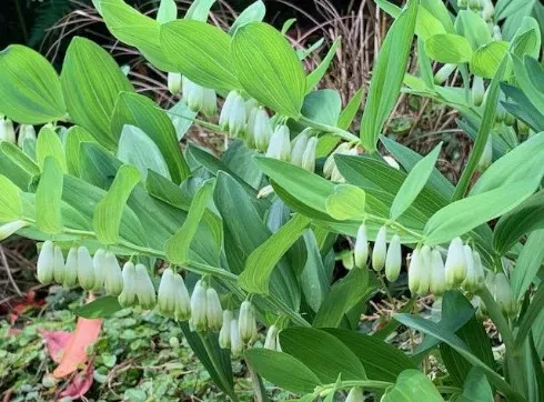 Zoom Recording: Plant Pruning and Spring Cleaning
