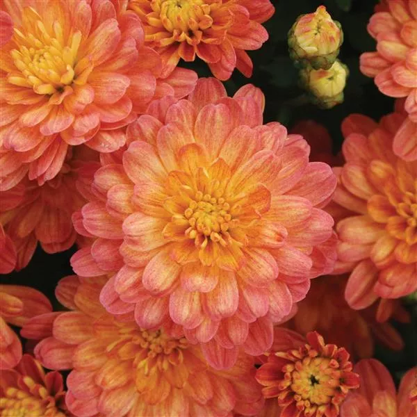 Zuma Orange Mum