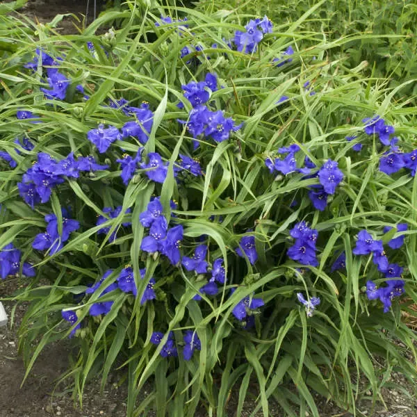 Zwanenburg Blue Spiderwort