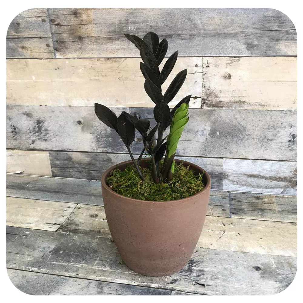 ZZ 'Black Raven' (Zamioculcas Zamiifolia)
